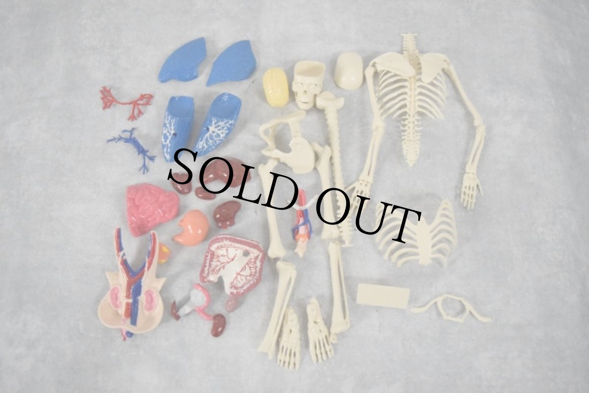 画像3: 1987 THE VISIBLE MAN USA製 人体模型フィギュア (3)