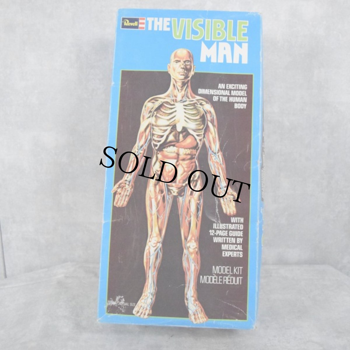 画像1: 1987 THE VISIBLE MAN USA製 人体模型フィギュア (1)