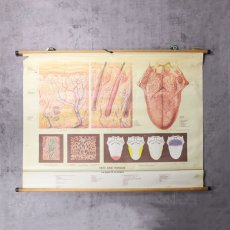 画像1: Anatomical Wall Chart "SKIN AND TONGUE" (1)